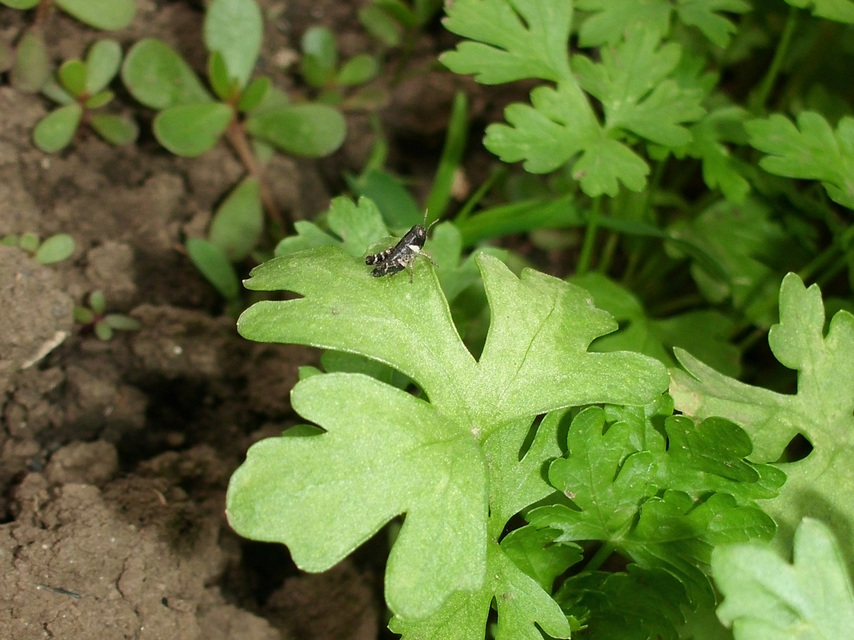 Calliptamus italicus - olaszsáska