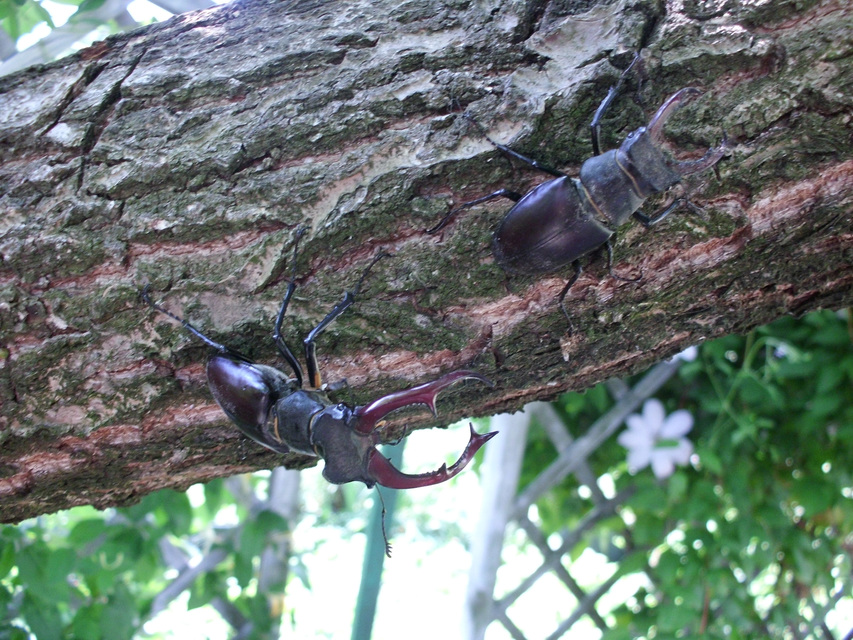 Lucanus cervus - nagy szarvasbogár