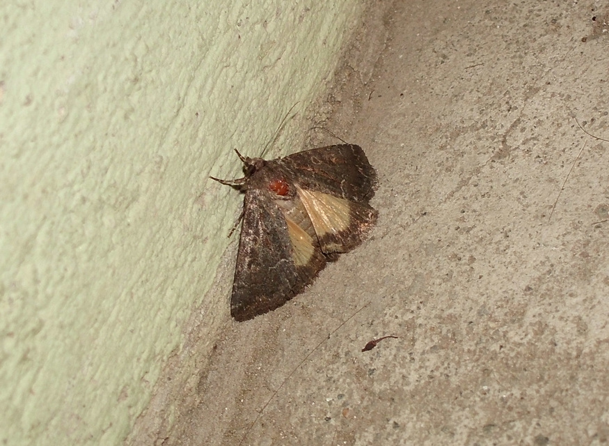 Thalpophila matura - fakó erdeibagoly