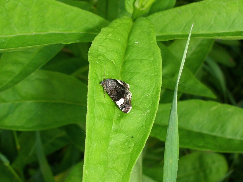 Tyta luctuosa - fekete nappalibagoly