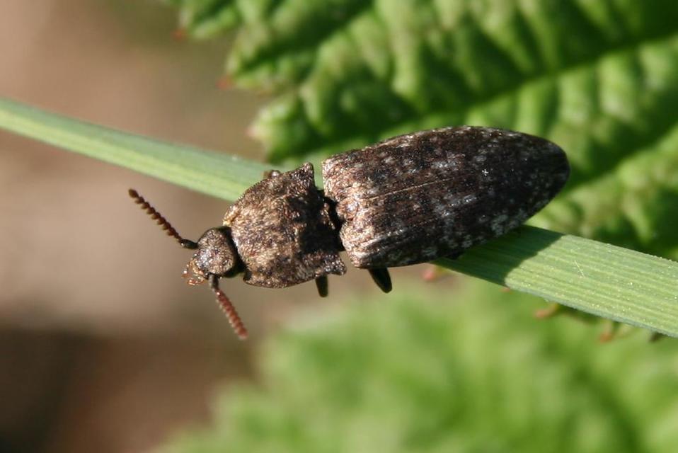 Agrypnus murinus - egérszínű pikkelyespattanó