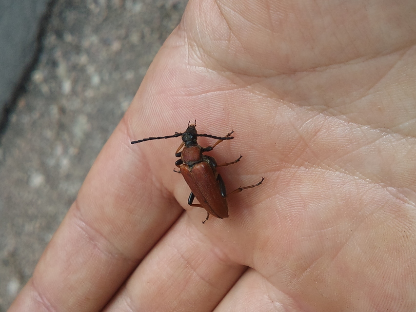 Stictoleptura rubra - vörös virágcincér