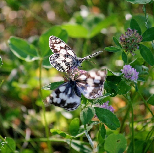 Melanargia galathea - sakktáblalepke