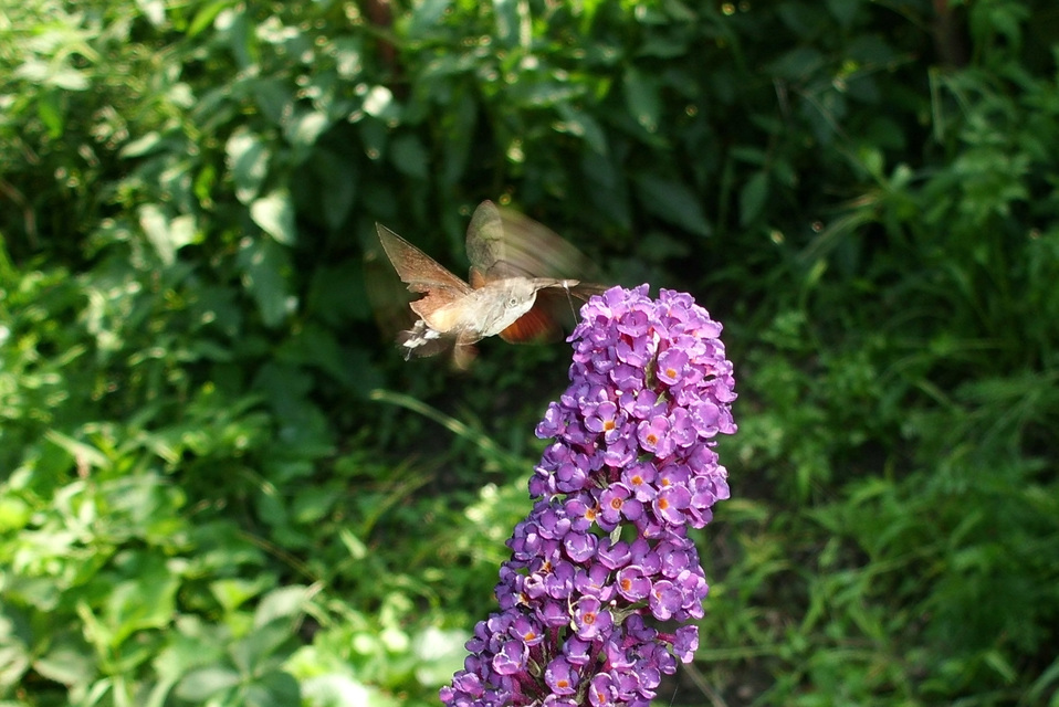 Macroglossum stellatarum - kacsafarkú szender
