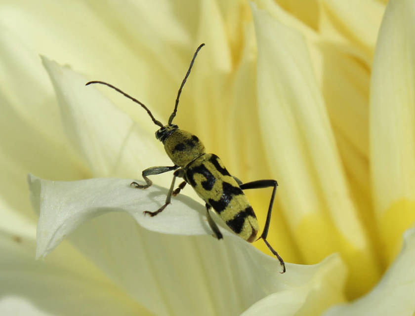 Chlorophorus varius - díszes darázscincér