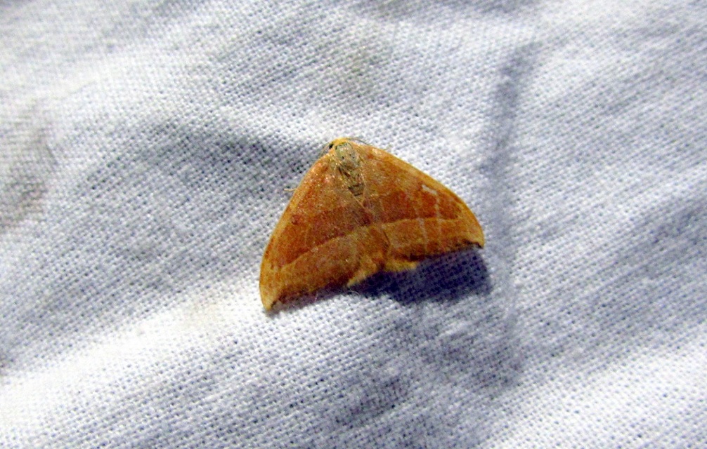Watsonalla cultraria - bükkfa-sarlósszövő