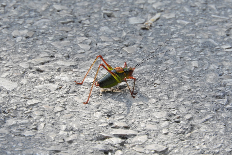 Barbitistes constrictus - északi málnaszöcske