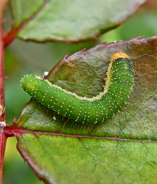 Allantus cinctus