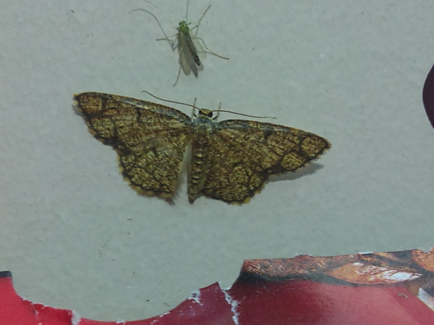 Stegania cararia - gyűrűs nyáraraszoló