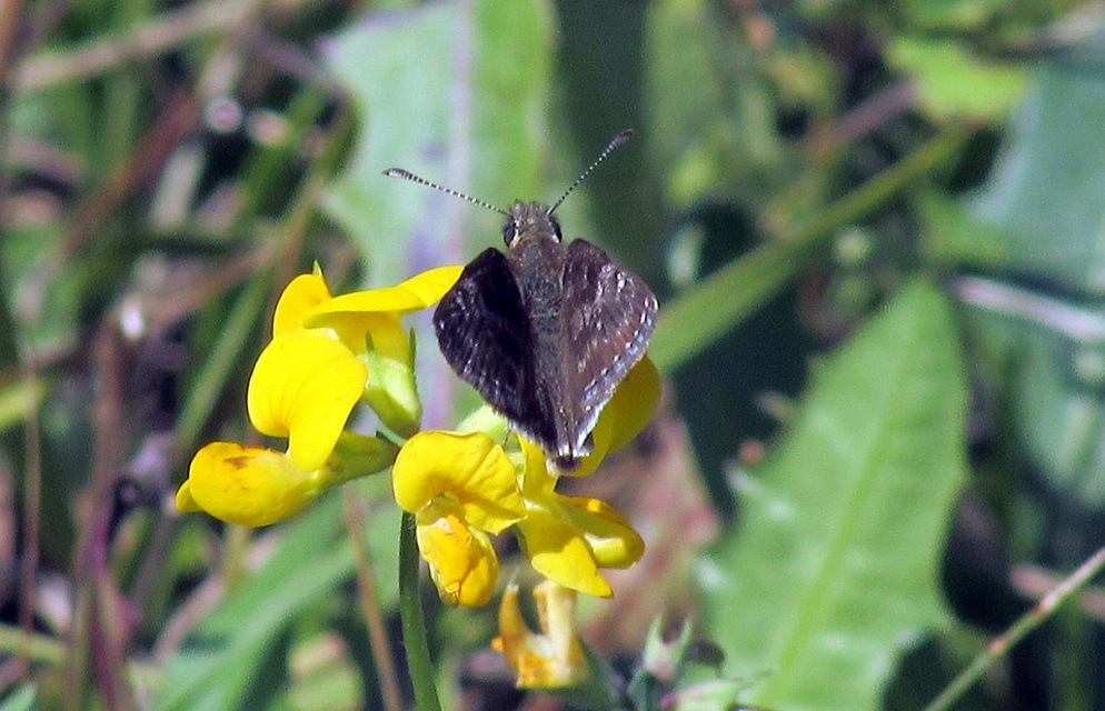 Erynnis tages - cigánylepke