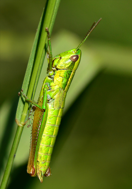 Euthystira brachyptera - smaragdzöld sáska