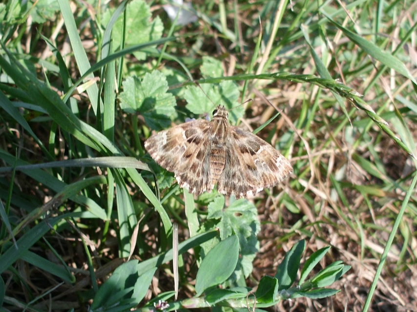 Carcharodus alceae - mályva-busalepke