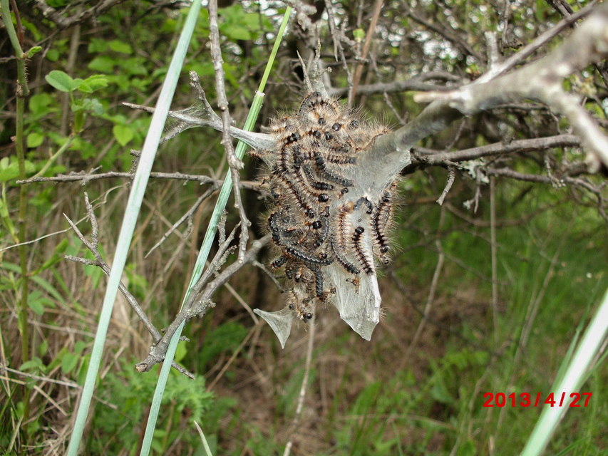 Eriogaster catax - sárga gyapjasszövő