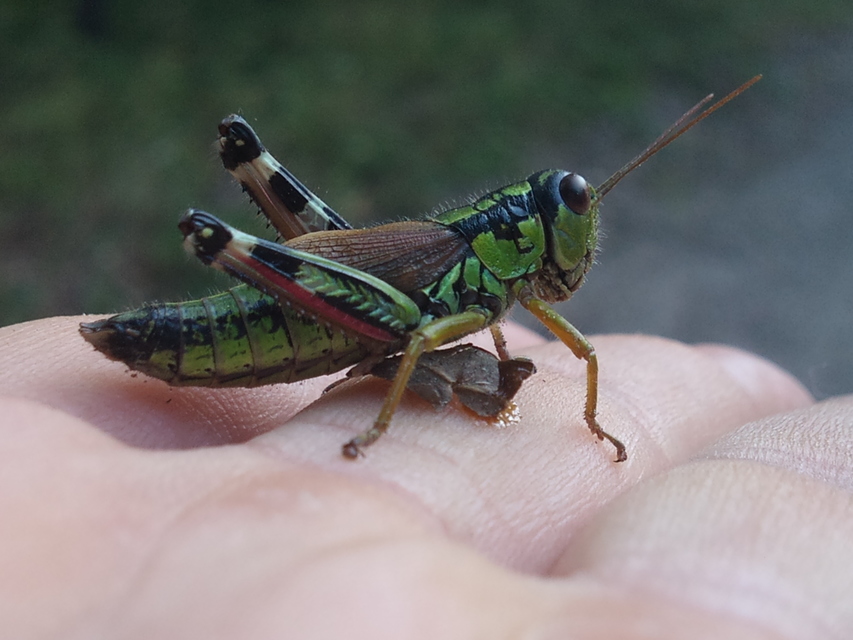 Miramella alpina - alpesi sáska Miramella alpina - alpesi sáska