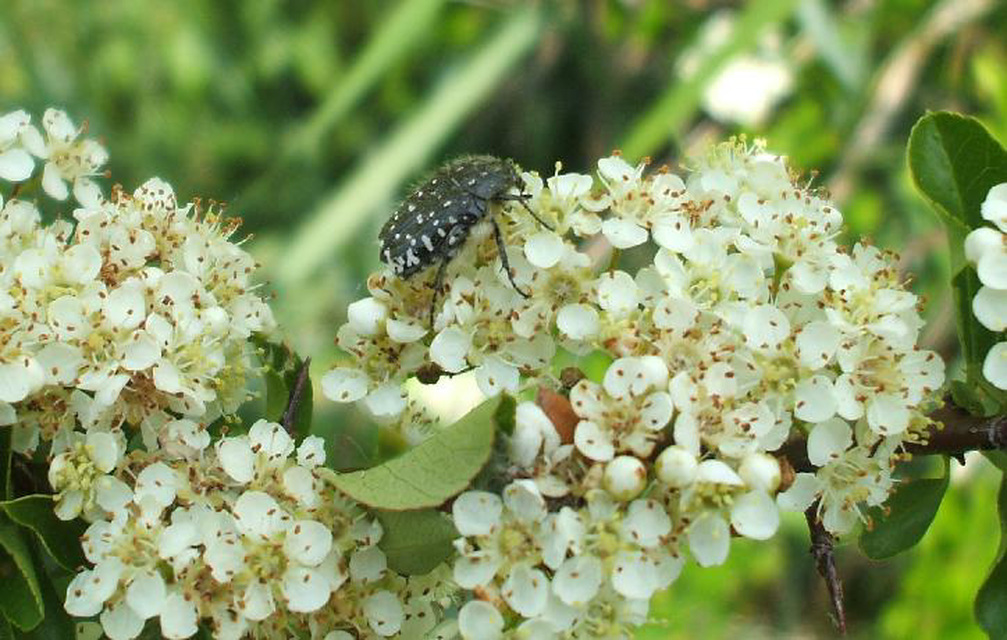 Oxythyrea funesta - sokpettyes virágbogár
