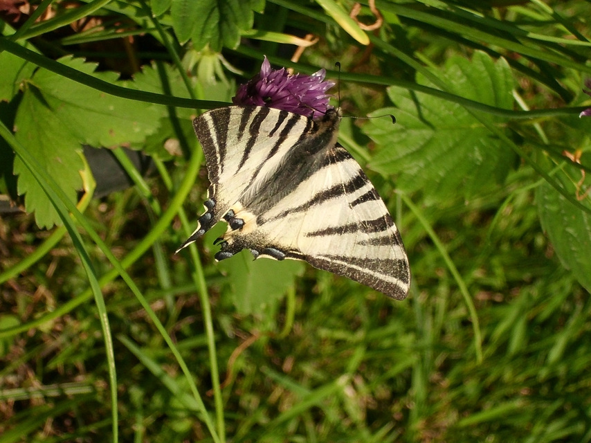 Iphiclides podalirius - kardoslepke
