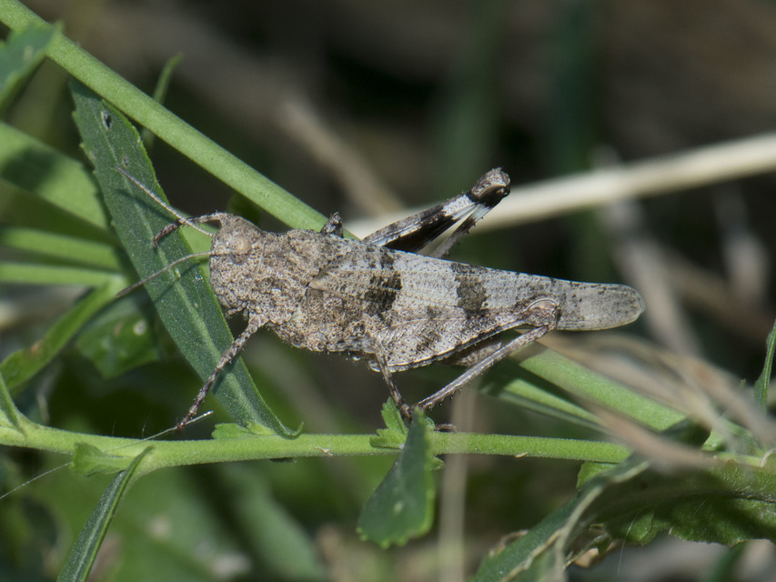 Oedipoda caerulescens - kékszárnyú sáska