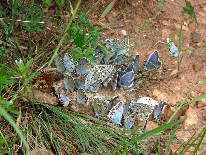 Lycaenidae - boglárkalepke-félék