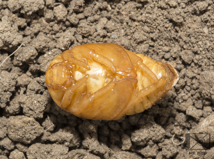 Protaetia affinis - smaragdzöld virágbogár