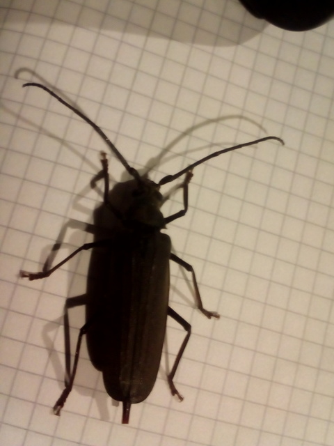 Aegosoma scabricorne - diófacincér