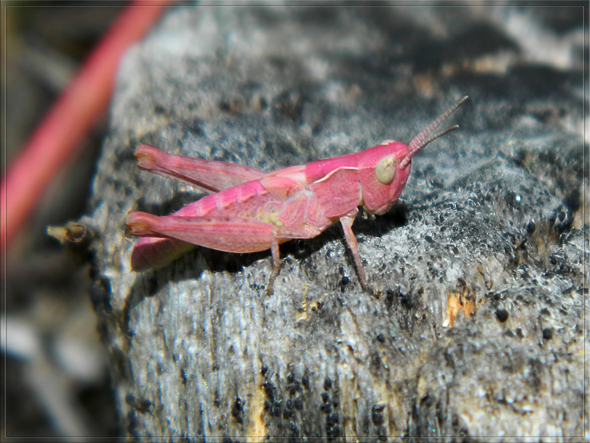 Chorthippus (Glyptobothrus) (subgenus)
