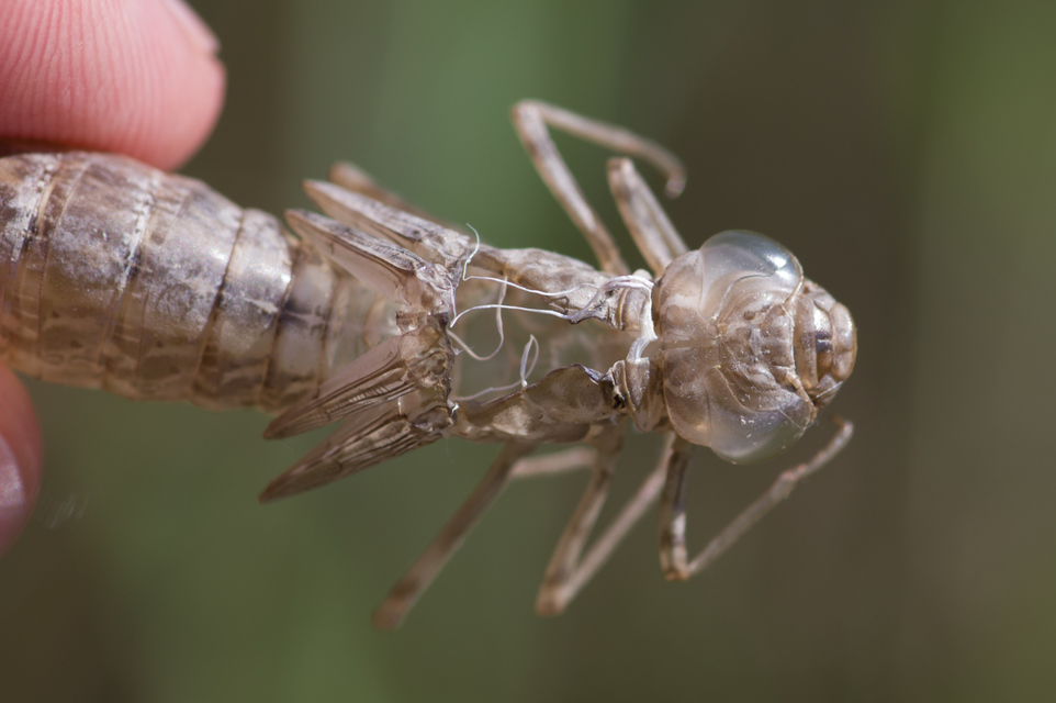 Anax parthenope - barna óriásacsa