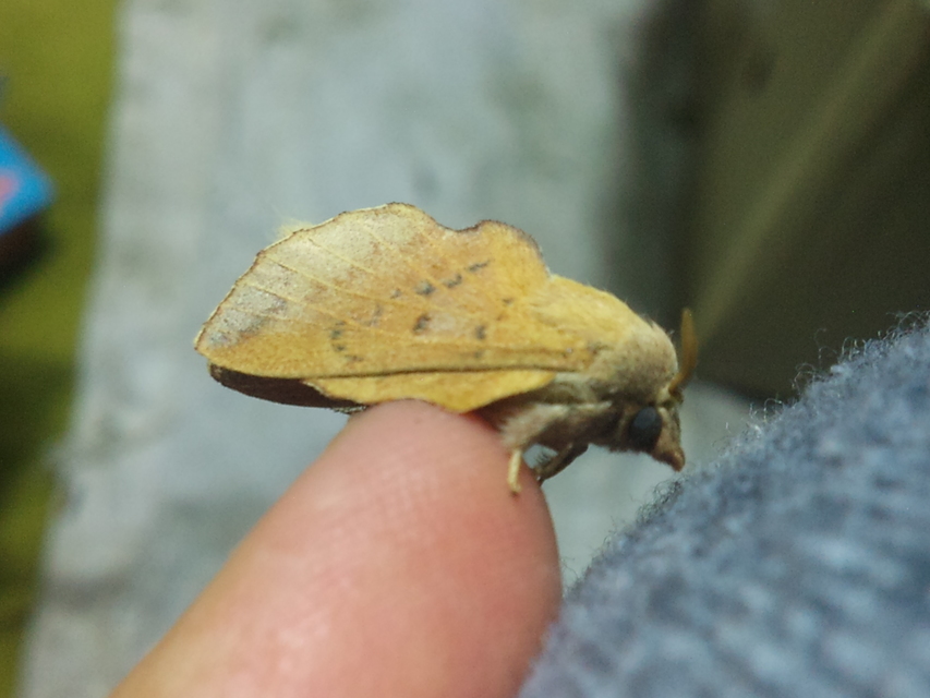 Phyllodesma tremulifolia - nyárlevélpohók