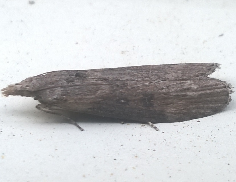 Lamoria anella - törmelékmoly