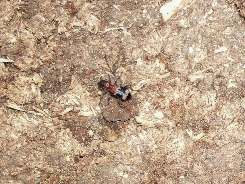 Thanasimus formicarius - vörösnyakú szúfarkas