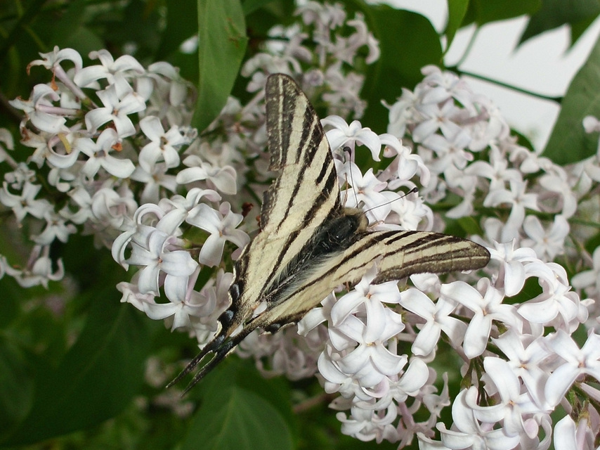 Iphiclides podalirius - kardoslepke