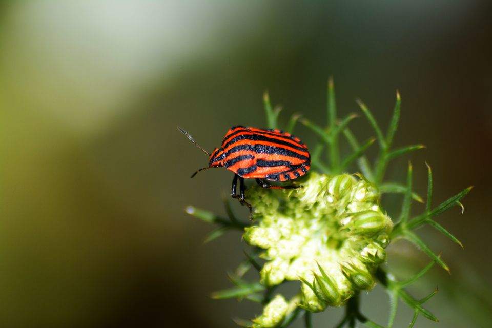 Graphosoma italicum - csíkos pajzsospoloska