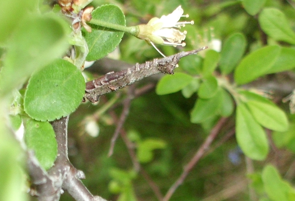 Allophyes oxyacanthae - galagonyabagoly