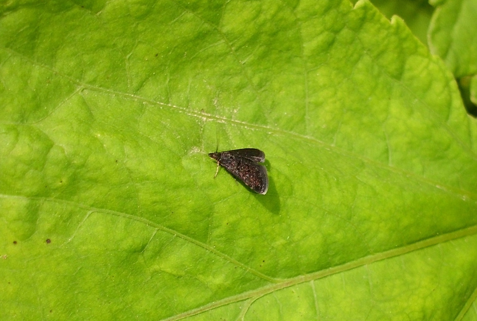 Heliothela wulfeniana - fényes kormosmoly