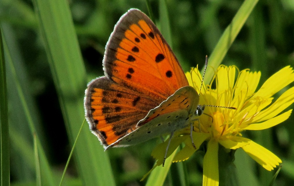 Lycaena dispar rutilus - nagy tűzlepke