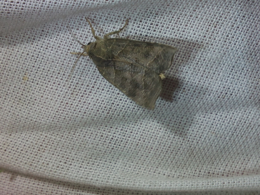 Ipimorpha retusa - sarlós fűzbagoly