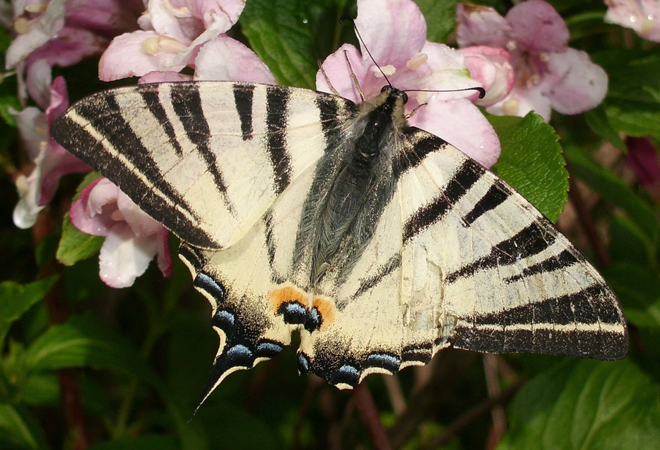 Iphiclides podalirius - kardoslepke
