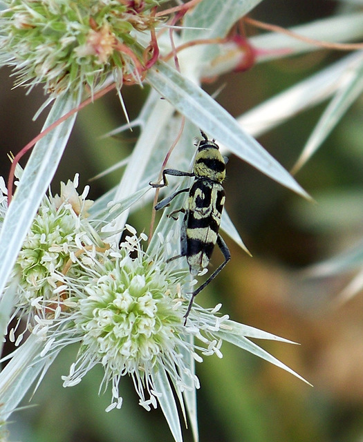 Chlorophorus varius - díszes darázscincér