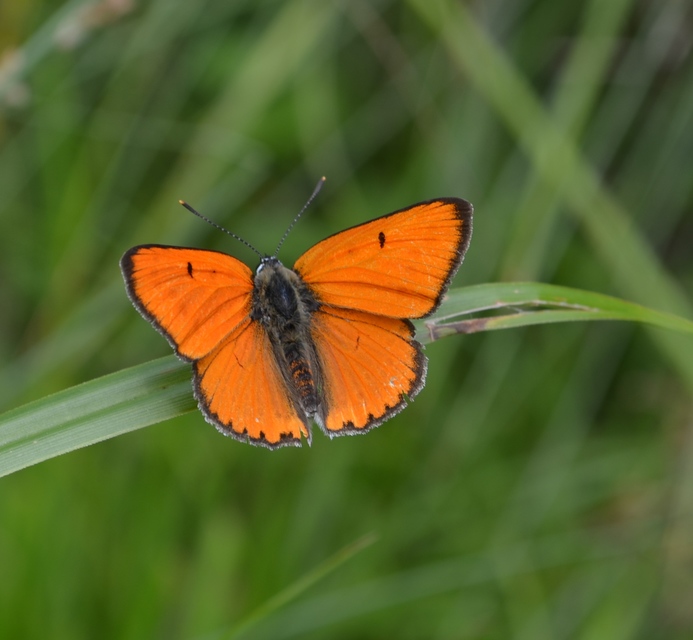 Lycaena dispar rutilus - nagy tűzlepke