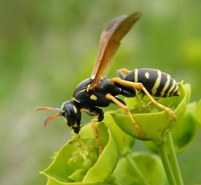 Polistes nimpha - padlásdarázs