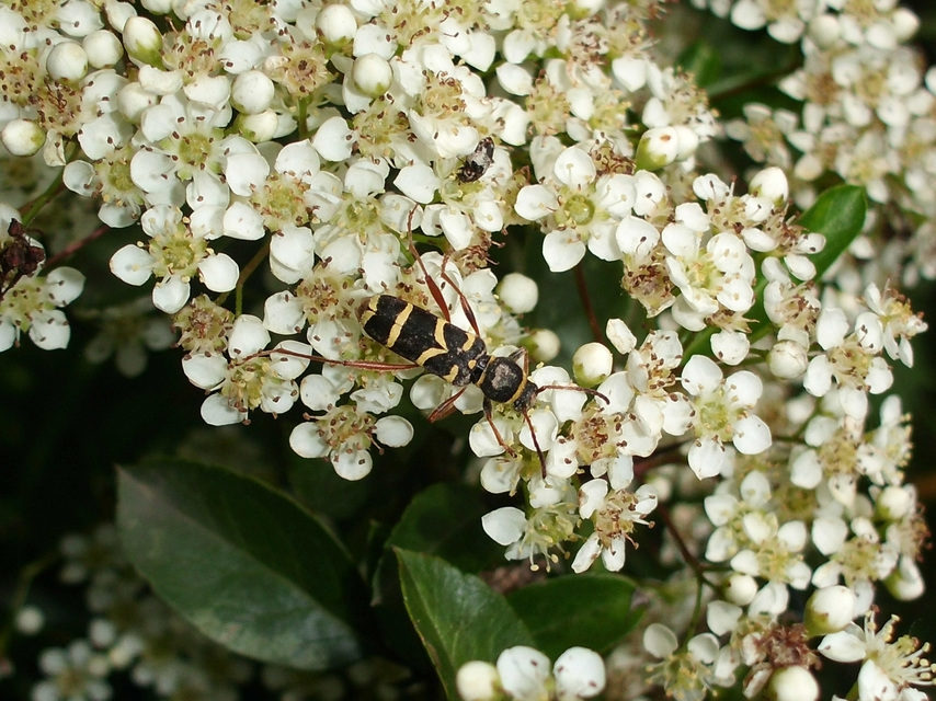 Clytus arietis - közönséges darázscincér