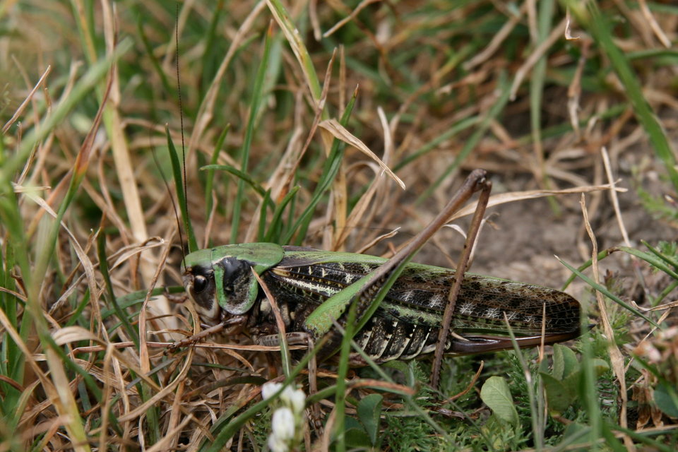 Decticus verrucivorus - szemölcsevő szöcske