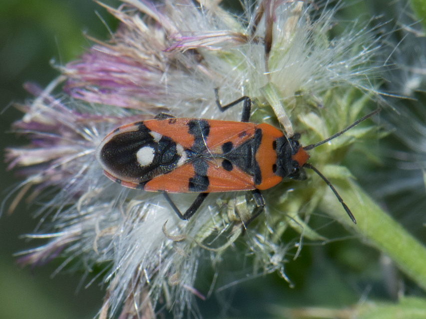Lygaeus equestris/simulans