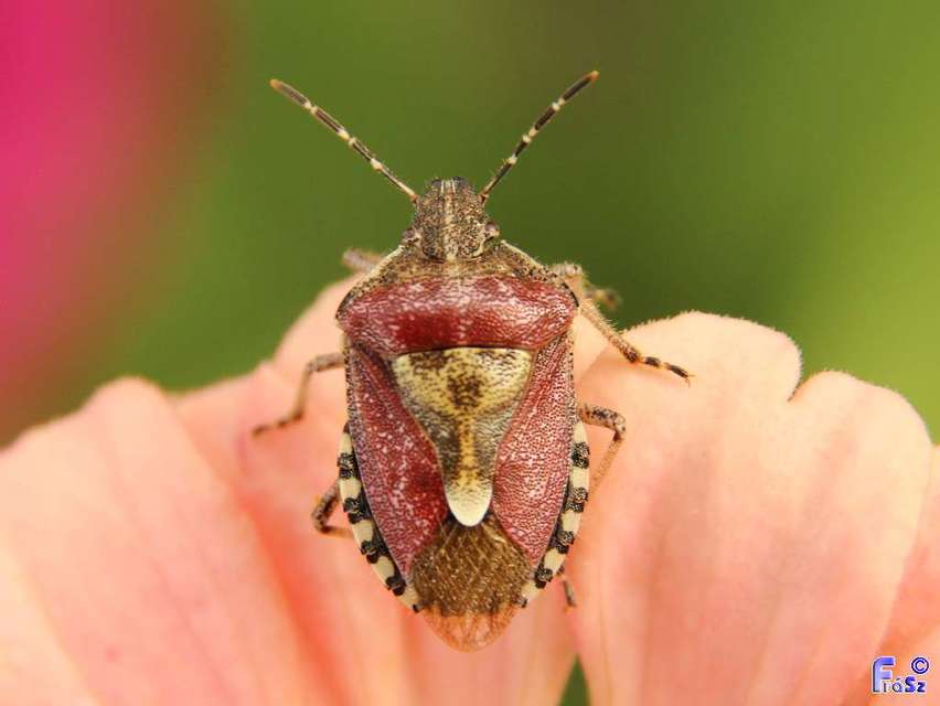 Dolycoris baccarum - közönséges bogyómászó-poloska Dolycoris baccarum - közönséges bogyómászó-poloska