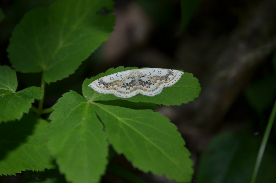 Cyclophora annularia - gyűrűs pettyesaraszoló