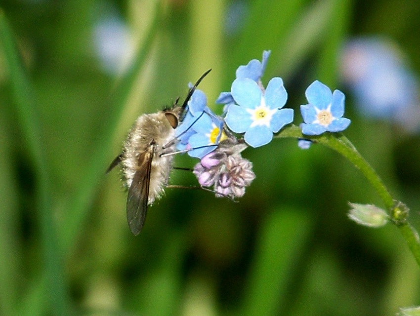Bombylius cinerascens