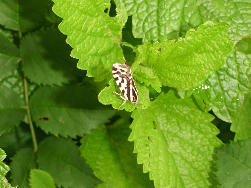 Emmelia trabealis - zebrabagoly