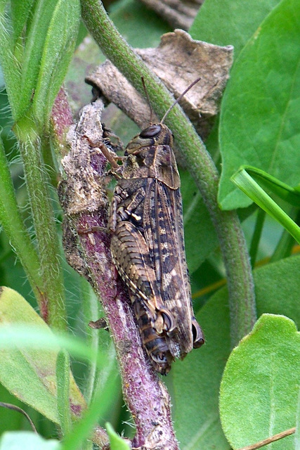 Calliptamus italicus - olaszsáska