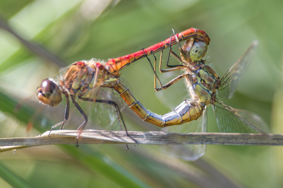 Sympetrum vulgatum - barkós katona-szitakötő