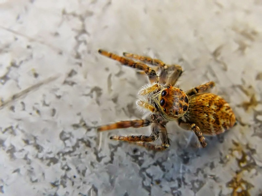 Carrhotus xanthogramma - rozsdás ugrópók