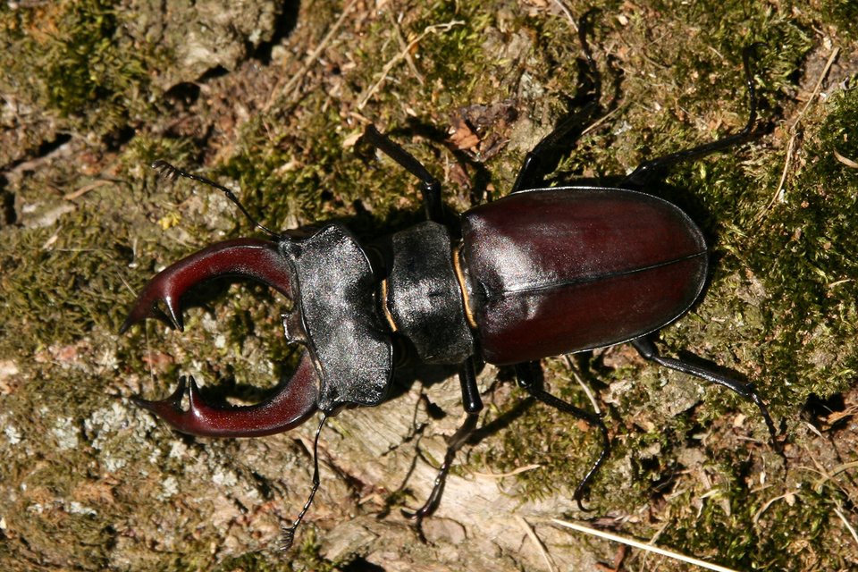 Lucanus cervus - nagy szarvasbogár